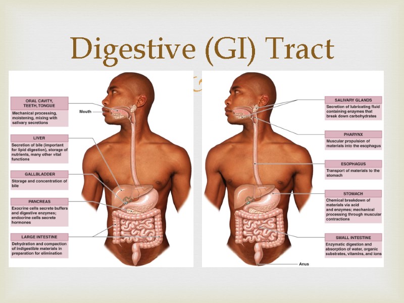 Digestive (GI) Tract